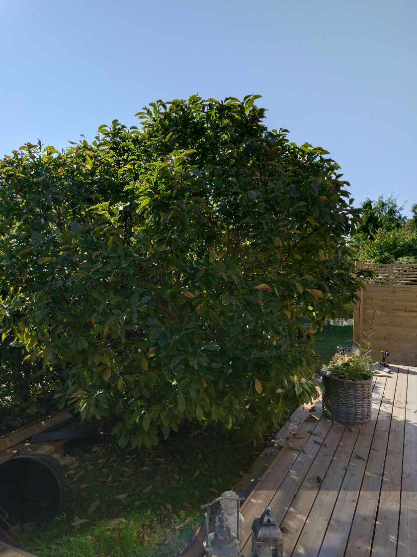 Fældning af busk og træstub