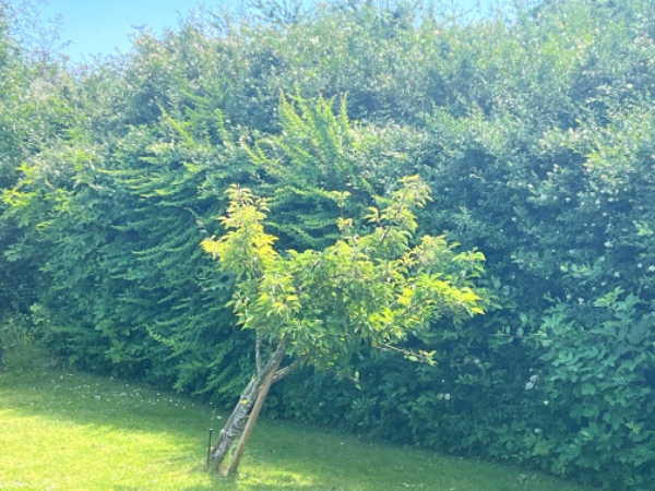 Hækklipning og bortskafning