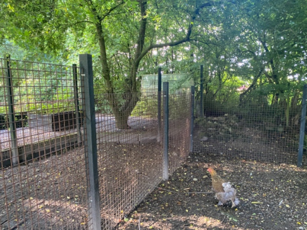 Rionet hegn hæftes og stolper graves ned til udvidelse af hønsegård.