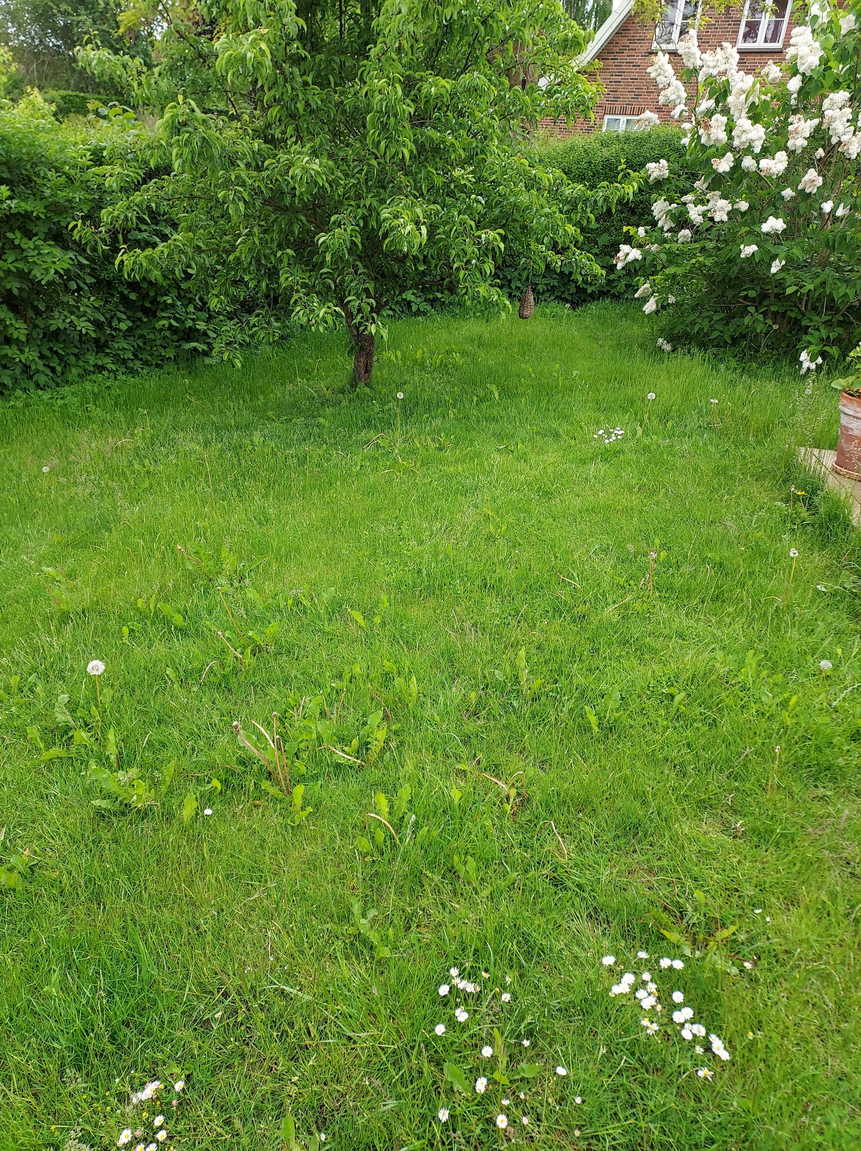 Slået højt græs 400 m2