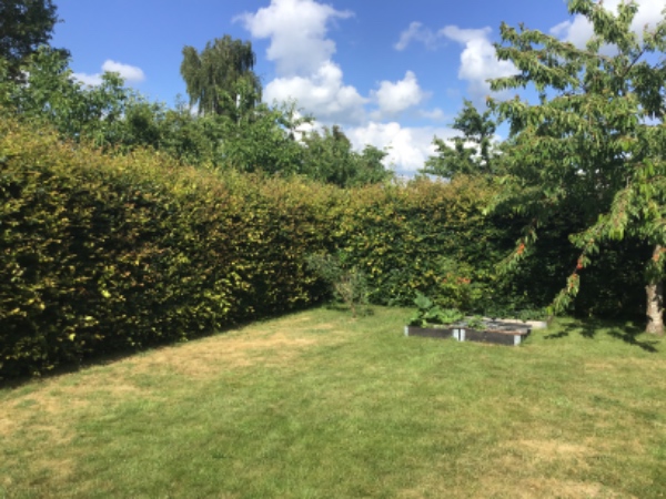 Klipning/beskæring af bøgehæk på ca. 220 cm til ca. 160 cm. Køre affald væk.