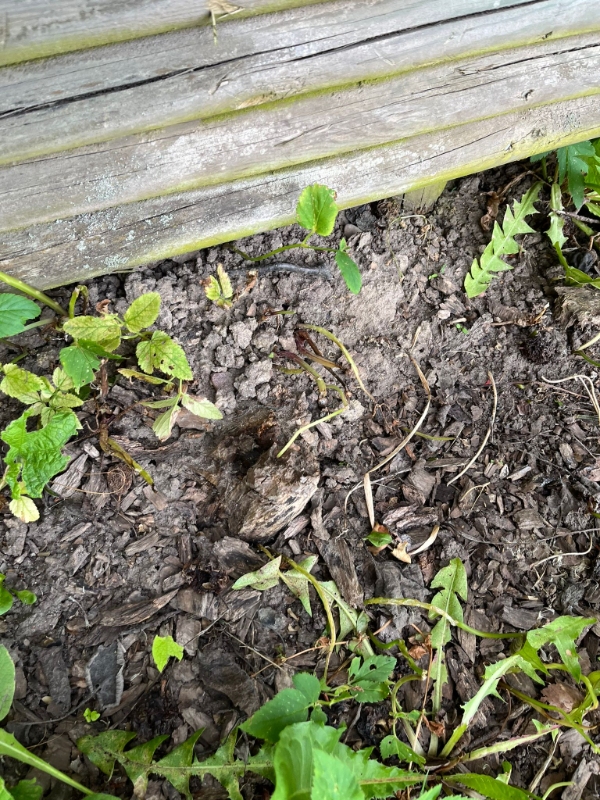 Fjerne træstubbe og buske