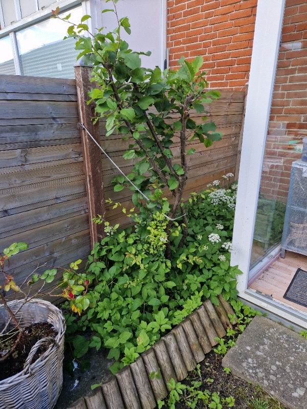 Havearbejde: tømning, ukrudtsfjernelse, græspleje