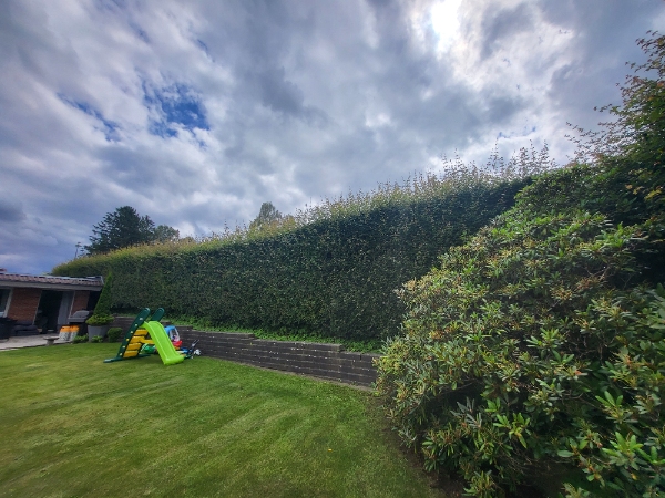 Klipning af høj hæk