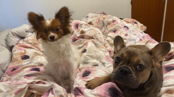 Brug for pasning af hunde