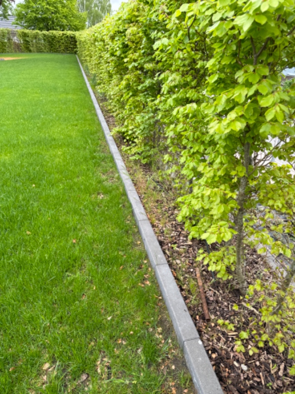 Lugning under bøgehæk