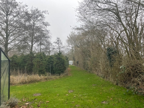 beskæring af nøddehegn