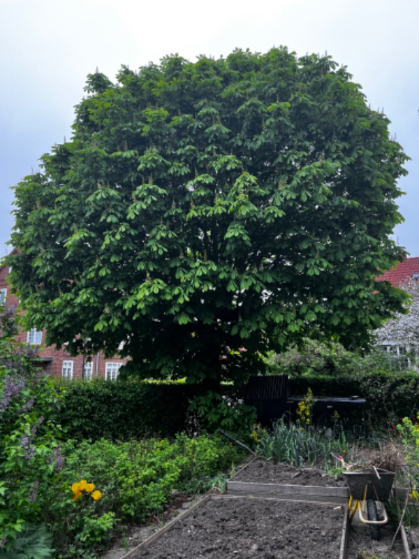 Fældning og rodfræsning af træ