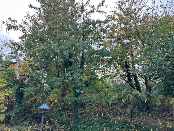 Beskæring af en række træer