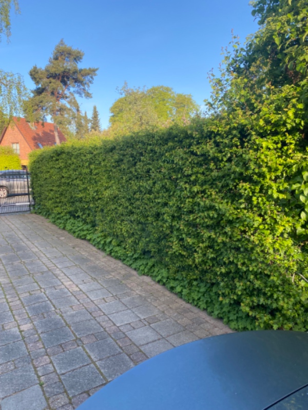 Hække- og buskbeskæring