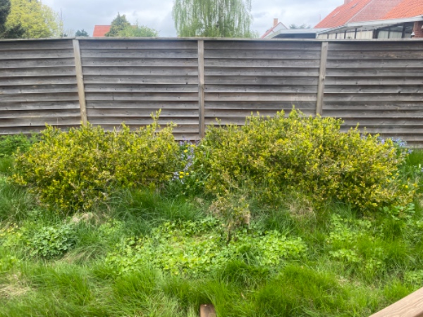 Fjerne rødder og buske i haven