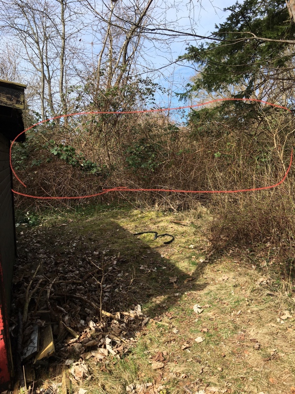 Rydning af brombærkrat, fældning af 5 træer plus noget mindre, opskæring af træstammer