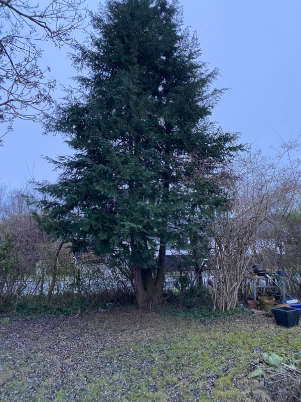 Fældning af 2 træer i privat have