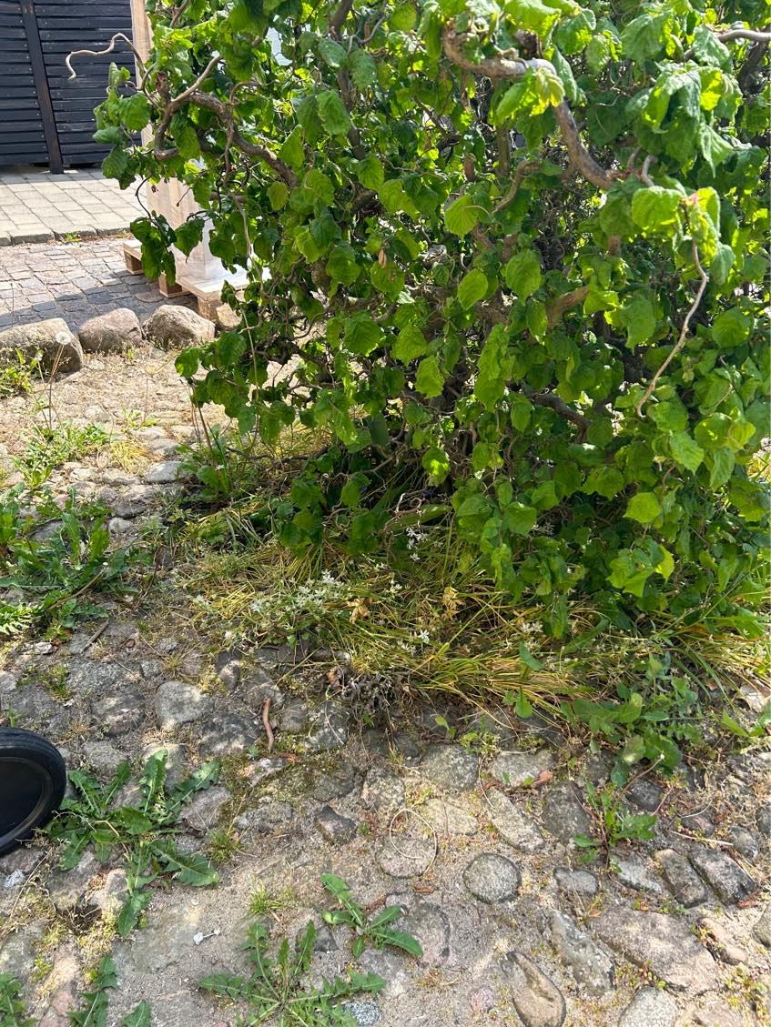 Havearbejde i forhave/indkørsel