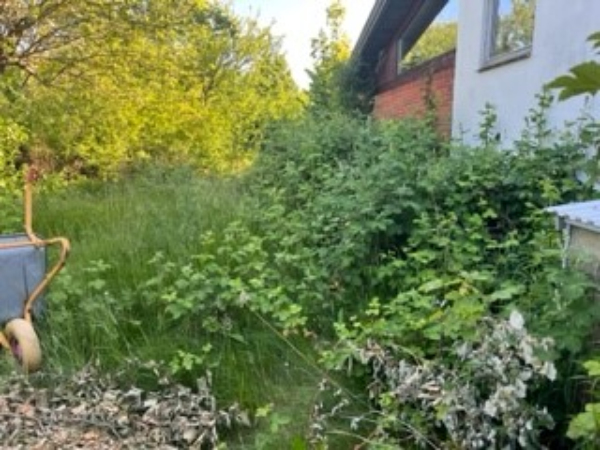 hæk, græsplæne, træer og buske, der er nok at gå i gang med