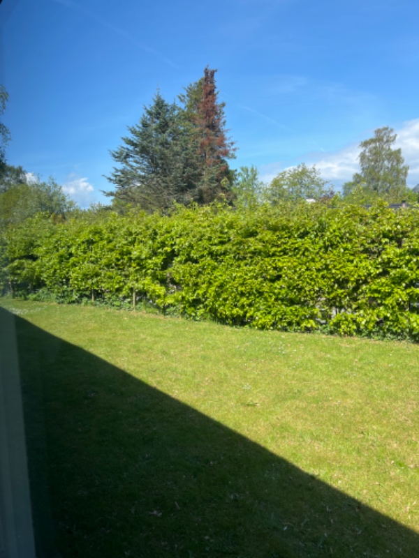 Beskæring af bøgehæk og affaldsfjerning