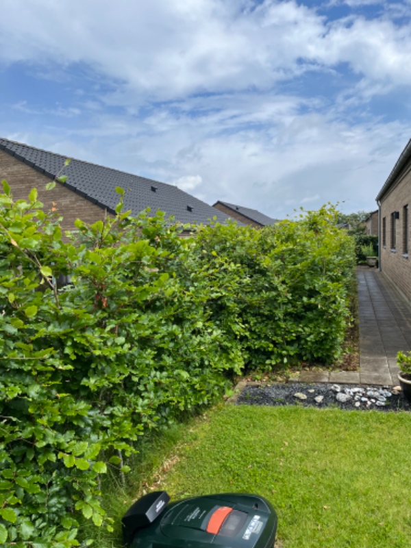 Hækklipning af 50 m bøgehæk