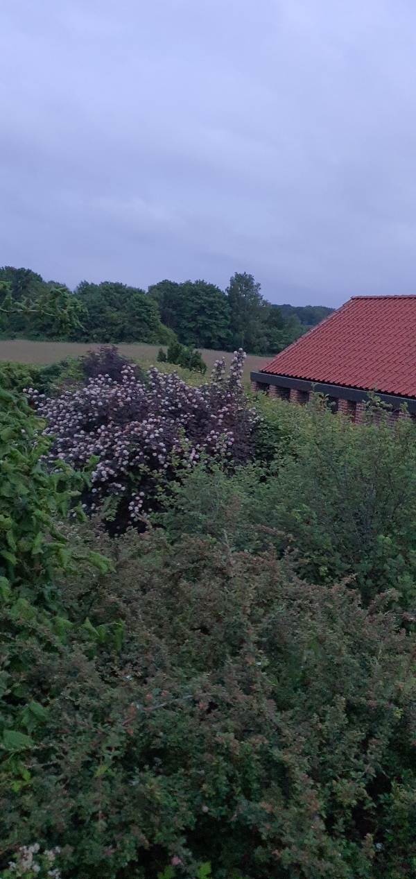 Beskæring af bøgehæk