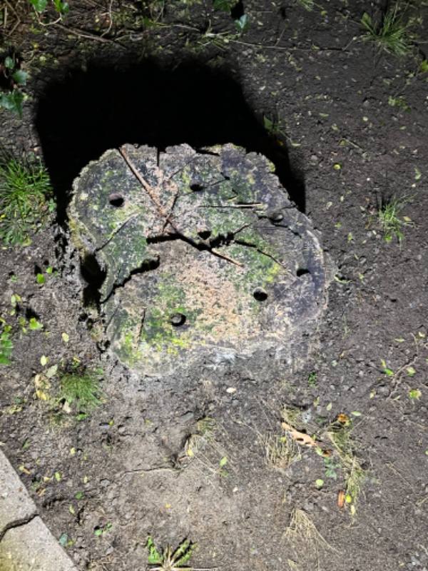 Fjernet stub fra stort egetræ