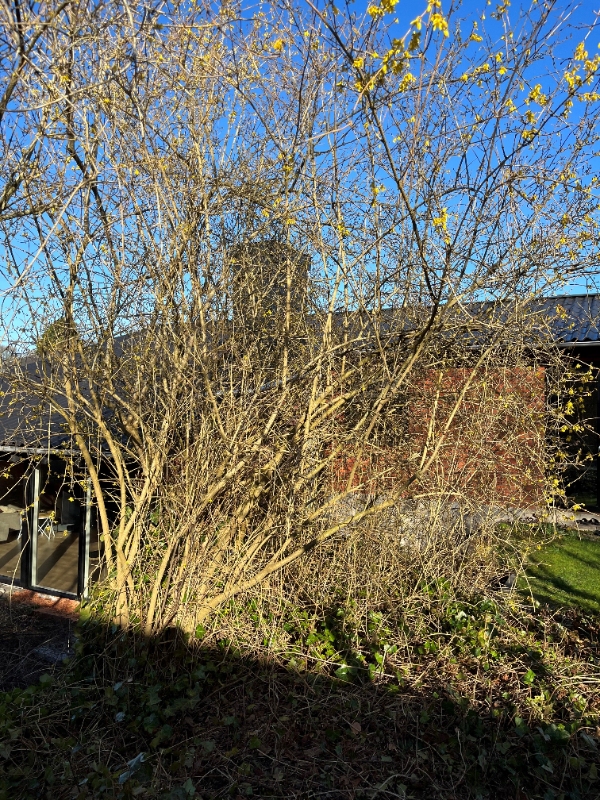 Træfældning og rodfræsning