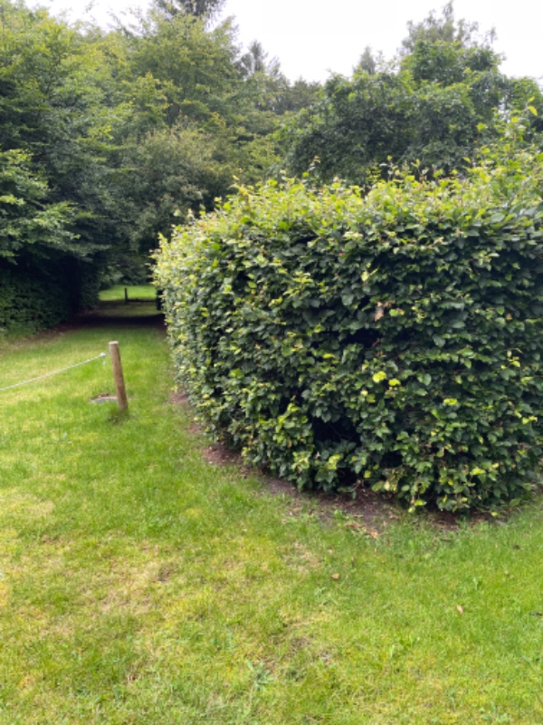 Klipning af bøgehække