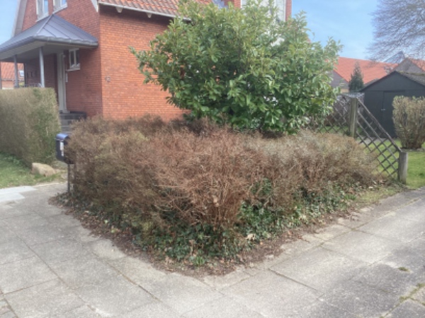 Fjernelse af lavt buskads