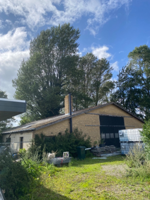 Fældning af 8 træer 30m+