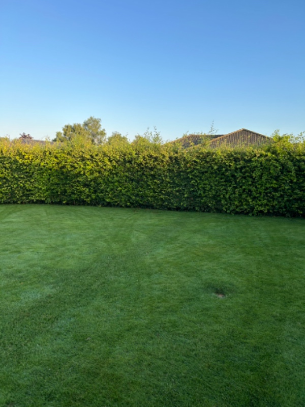 Klippen af bøgehæk