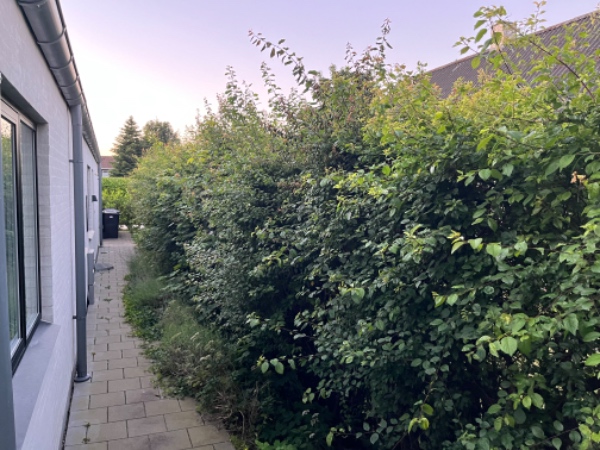 Klipning af to hække