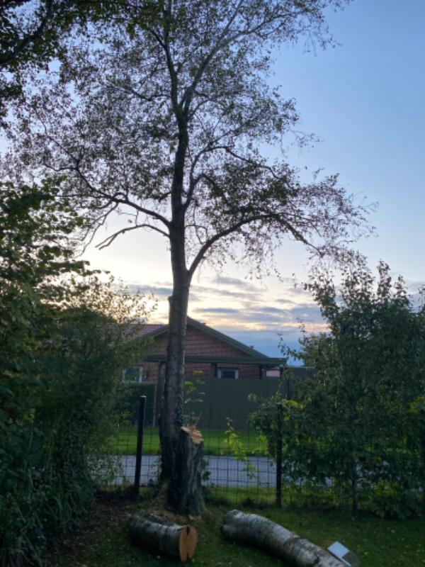 Fældning af birketræ fra 1966