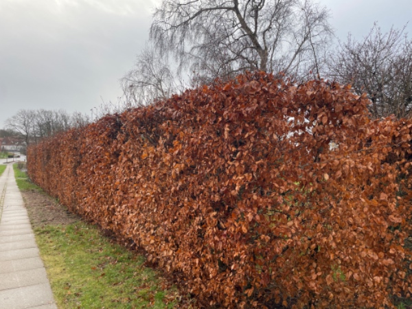 Beskæring af 30 mtr. bøgehæk og 6 buske/træer i opvokset have