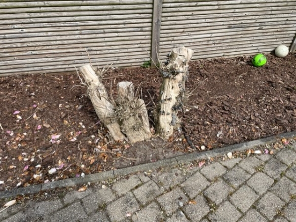 Træfældning, beskæring og fjernelse af stub