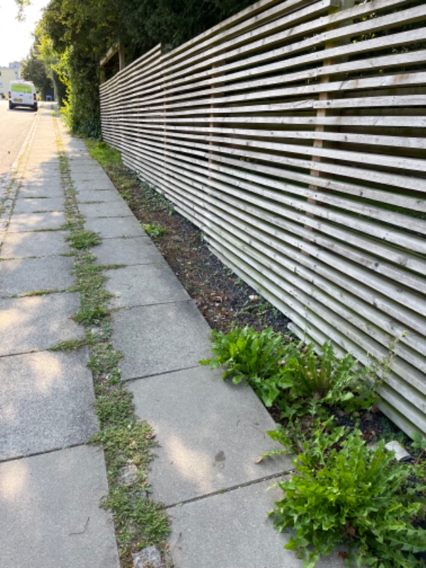 Luget ukrudt langs hegn