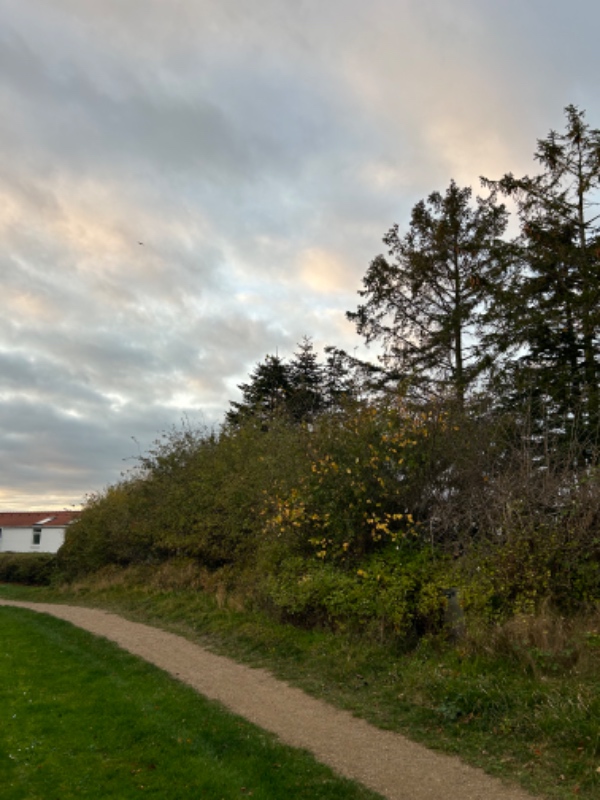 Klippe hæk ned forovnen