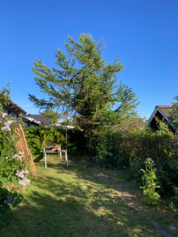 Fældning og bortskaffelse af træ