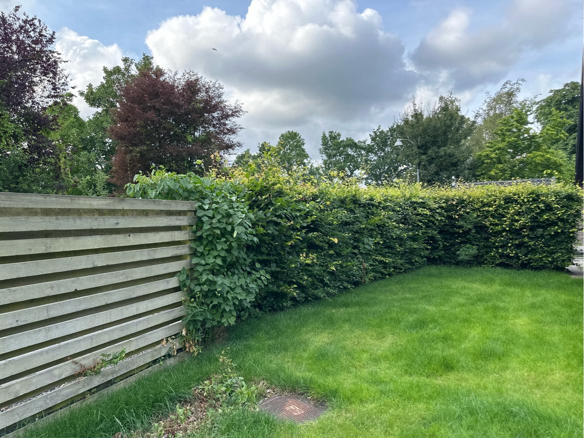 Garden lawn moving and fence trimming