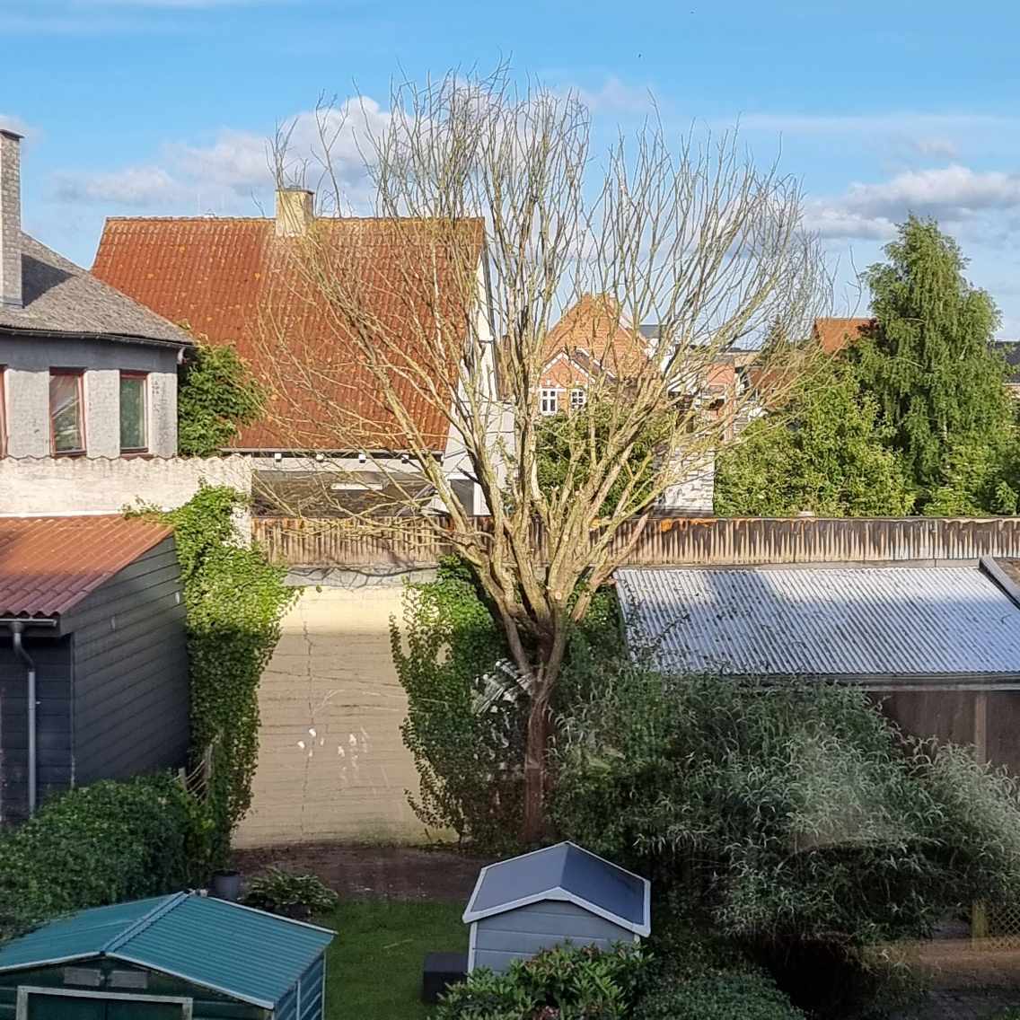 Beskæring af død træ