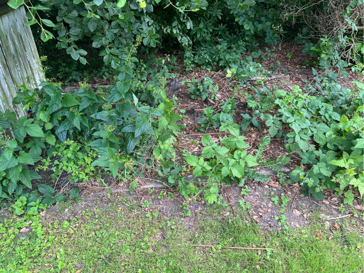 Fjernelse af hæk, hegn og drivhus