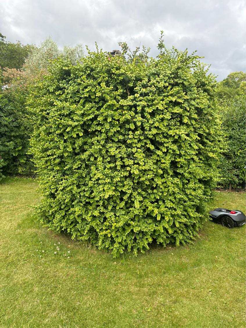 Klip af hæk og bortkøre hækafklip