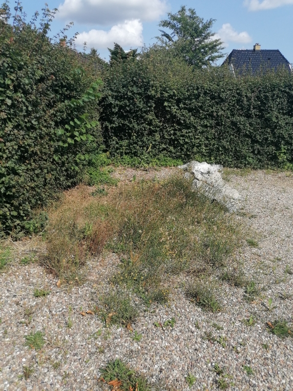 Klippe hæk og fjerne ukrudt