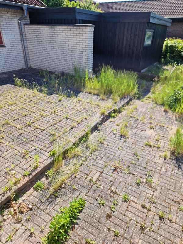 Havehjælp: Ukrudt og drivhusfjerning