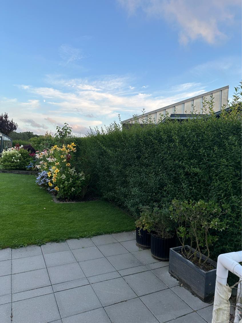 Hæk klipning - Ligusta + efeu