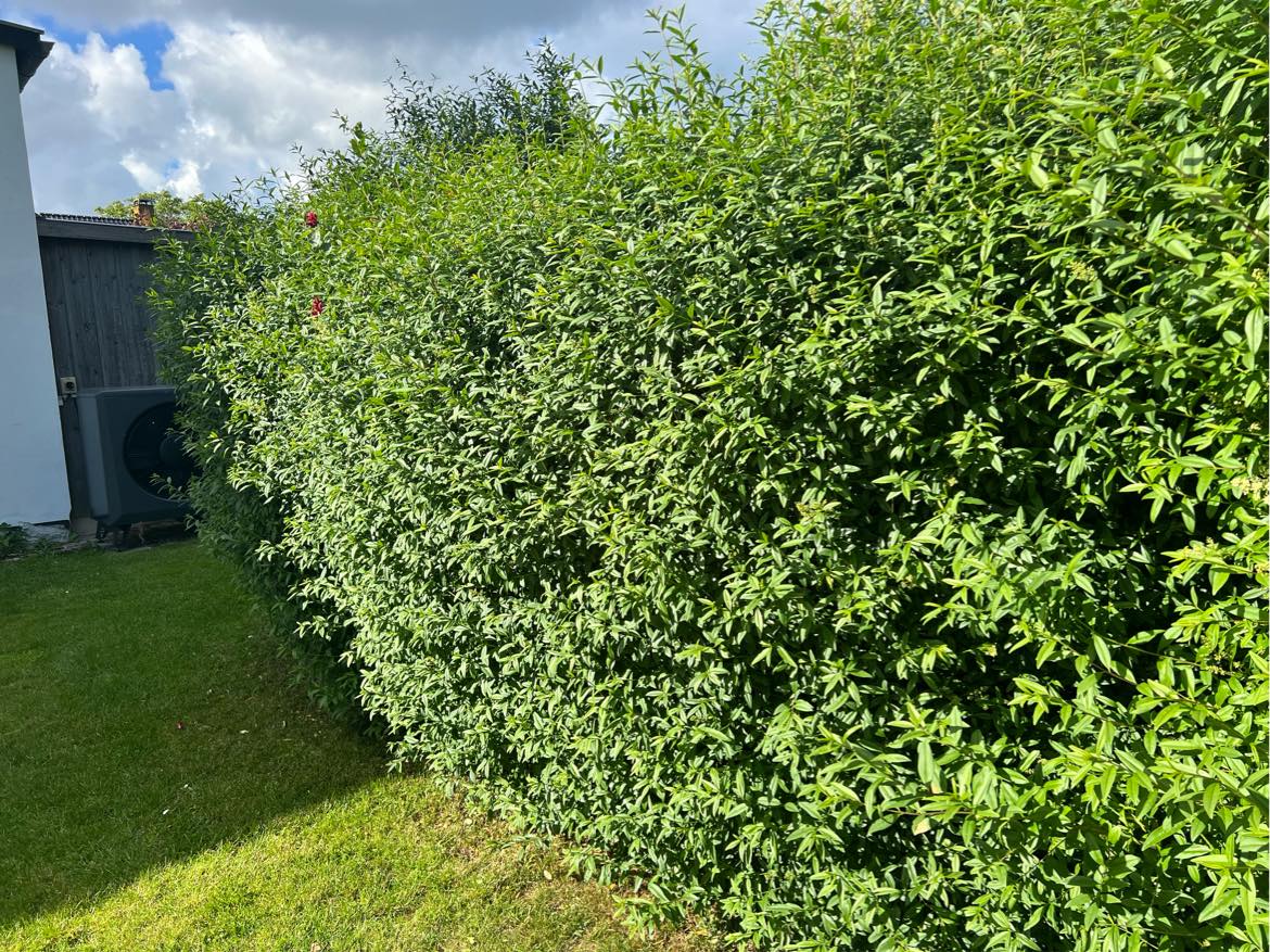 Fjernelse af hæk, hegn og drivhus