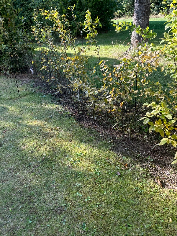 Omplantning af bøgehæk