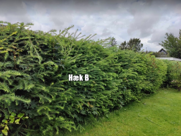 Klipning af hæk og køre afklip væk