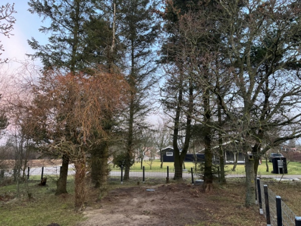 Fældning af 10 større fyr og Gran træer