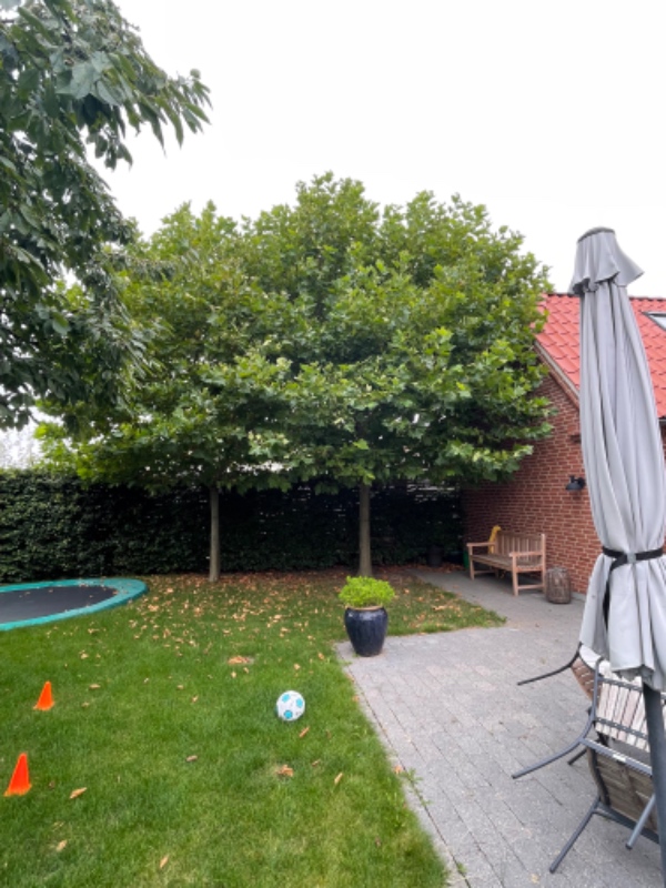 Beskæring af træer