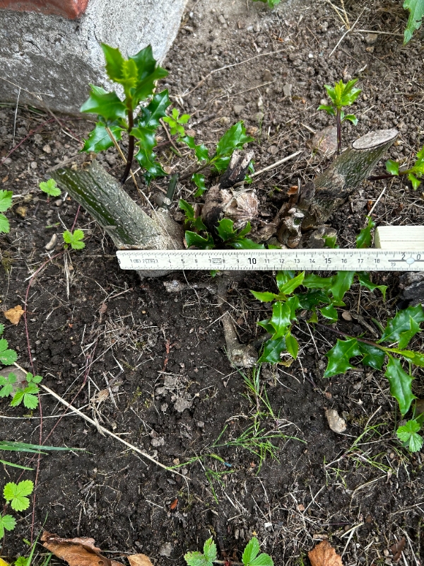 Stubfræsning af flere træstubbe