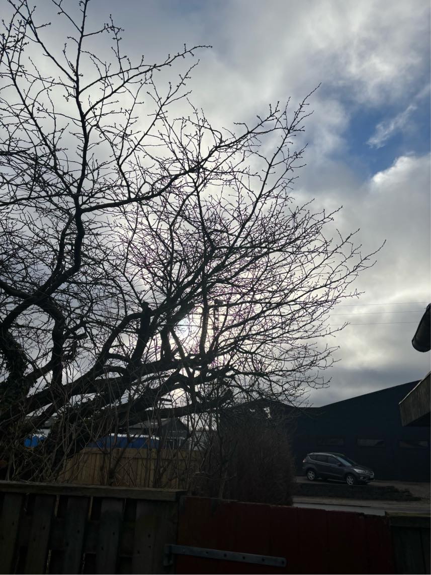 Hæk klipning top kapning fjern affald