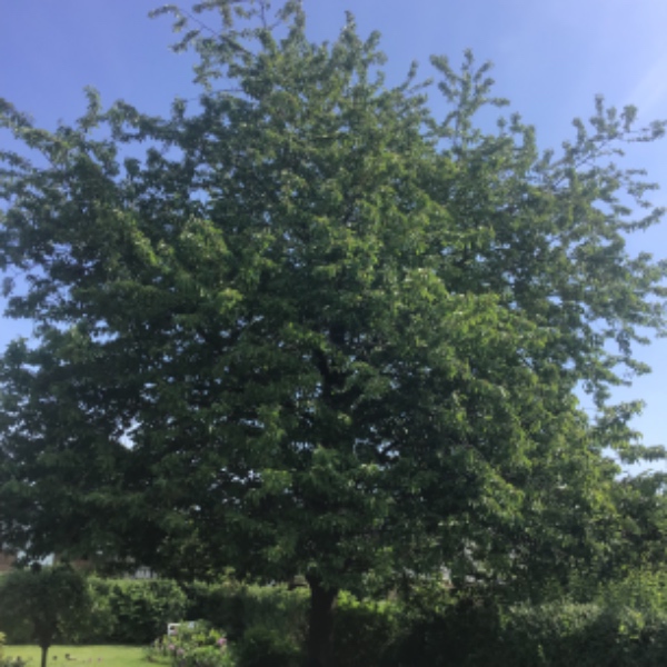 Beskæring af kirsebærtræ